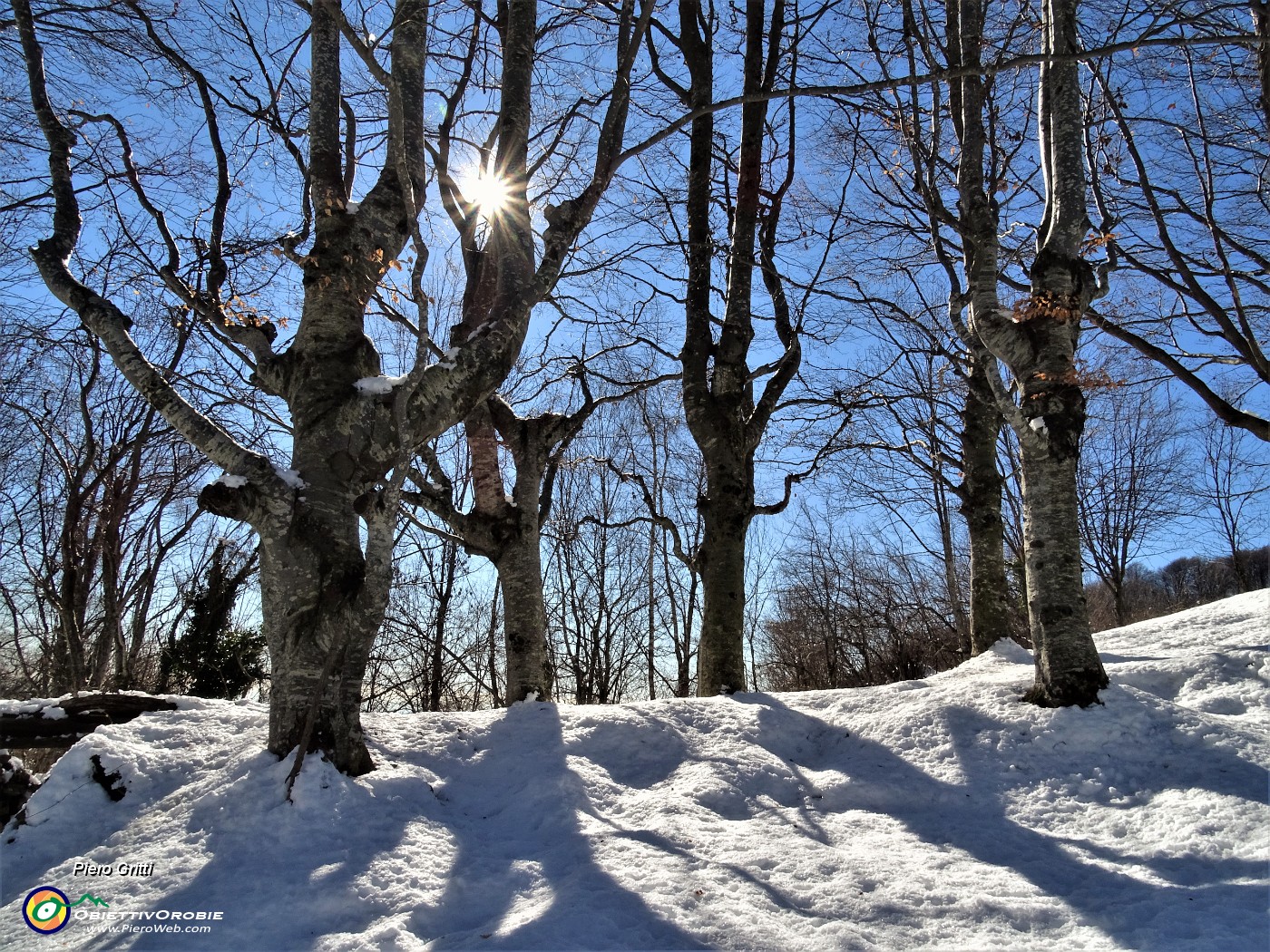 30 la 'stella' del sole tra gli alberi.JPG